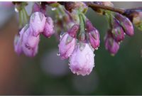 Дъждовно пролетно време