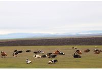 Животновъдство