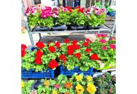 Асеновград отново ще е домакин на изложението "Цветна пролет"