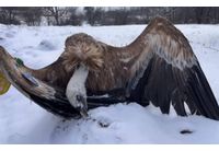 Отровен лешояд