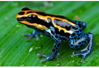 Жаба от семейство Dendrobatidae, която произвежда токсина епибатидин 