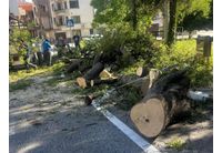 Нарязаното паднало дърво в Асеновград