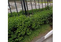 Предстои мащабно озеленяване в Асеновград