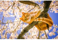 Пролетно време, цъфнали дървета