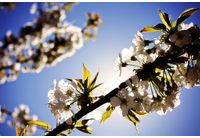 Пролетно време