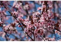 Цъфнали дръвчета, пролет