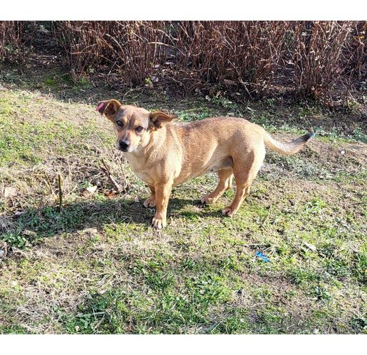 Бездомно куче