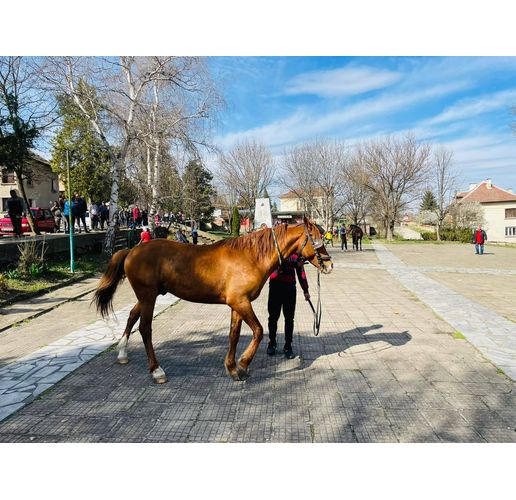 В село Три кладенци организираха конни надбягвания