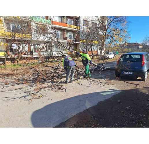 Продължава премахването на паднали клони и дървета в града и кварталите на Враца