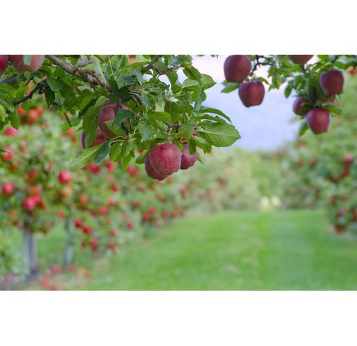 Градина с плодни дръвчета, ябълки