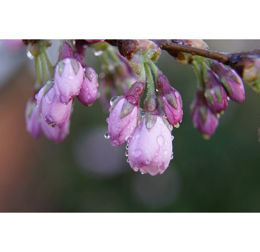 Дъждовно пролетно време