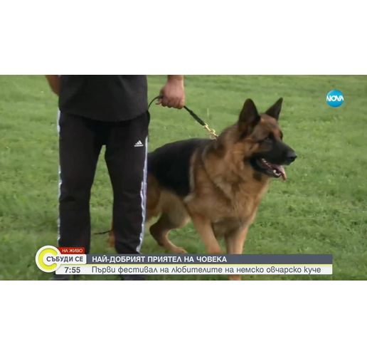 Конкурс за немски овчарски кучета