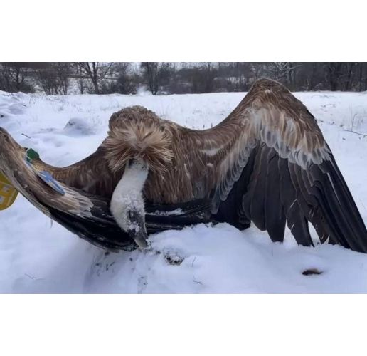 Отровен лешояд