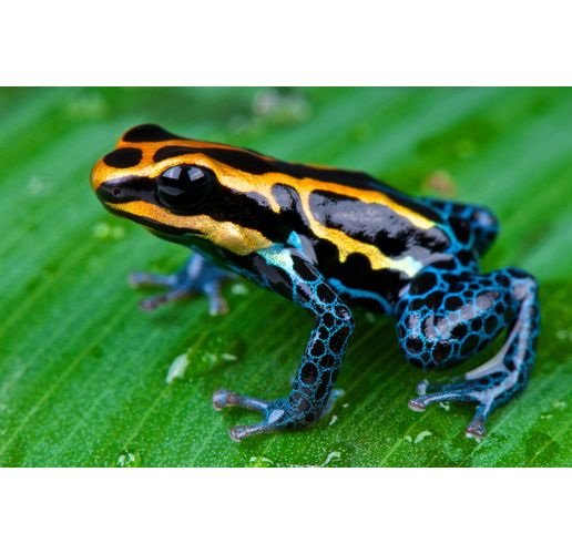 Жаба от семейство Dendrobatidae, която произвежда токсина епибатидин 