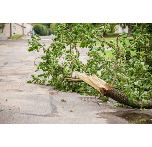 Паднал клон