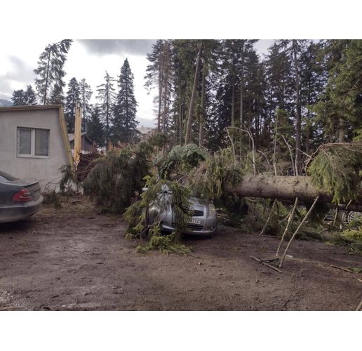 Паднали дървета