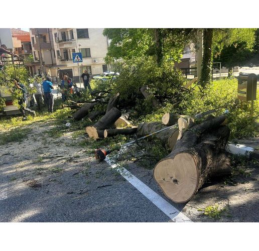 Нарязаното паднало дърво в Асеновград