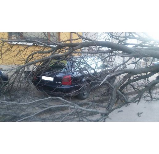 Паднало дърво върху лек автомобил