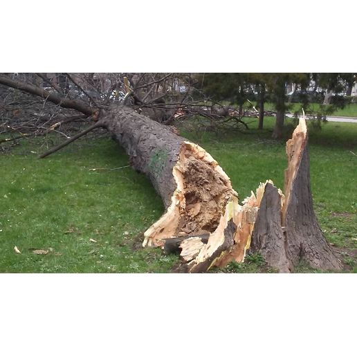 Паднало дърво