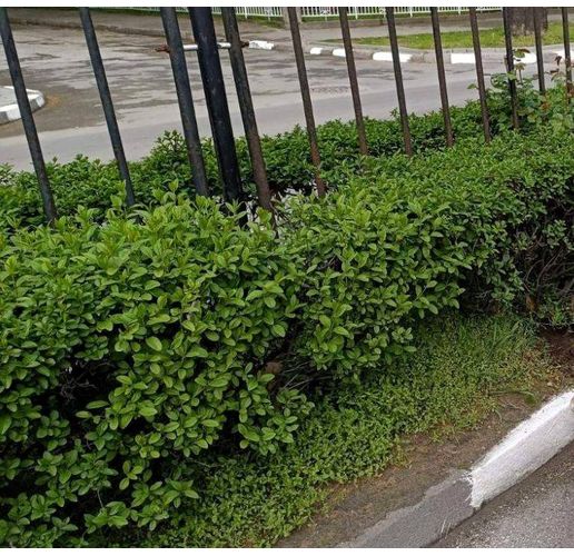 Предстои мащабно озеленяване в Асеновград