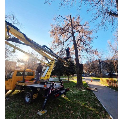 Сигнали за счупени клони на няколко места в Асеновград