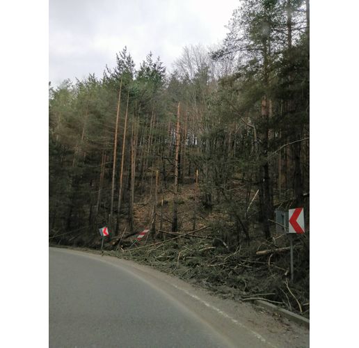 Счупени дървета от напора на силния вятър