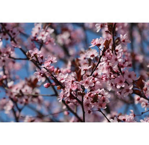 Цъфнали дръвчета, пролет