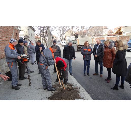 50 нови дървета засадиха в Нова Загора