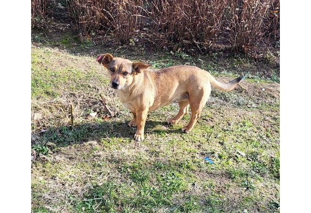 Всеки желаещ да осинови безстопанствено куче от Асеновград и населените