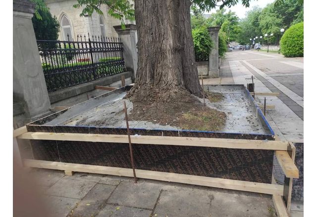 Да бетонираш дърво русенски общински гений Това написа във Фейсбук