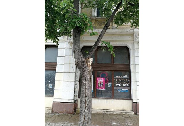 Болни и изгнили дървета във Враца