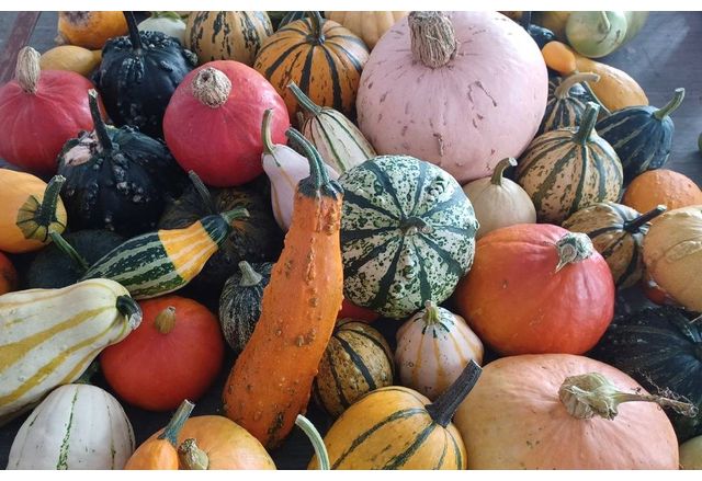 Традиционните Есенни срещи с растенията и Дните на есенното плодородие