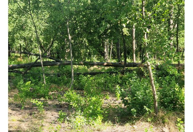 Пожарникари и граждани с общи усилия овладяха последствията от бурята в Нова Загора