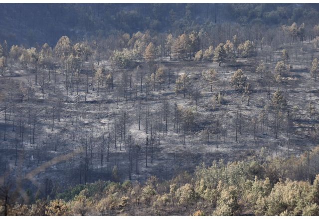 Големият пожар в Пирин който избухна на 25 юли отново