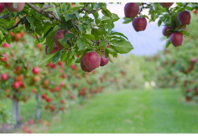 В Русия има дефицит на ябълки така че те трябва