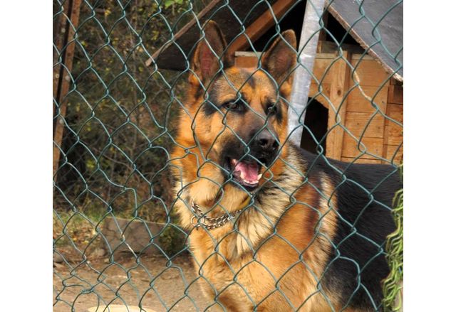 Община Асеновград стартира кампания за кастрация на домашни кучета Инициативата