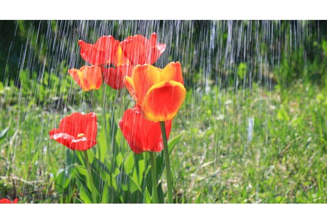 В по голямата част от страната ще е тихо по Черноморието