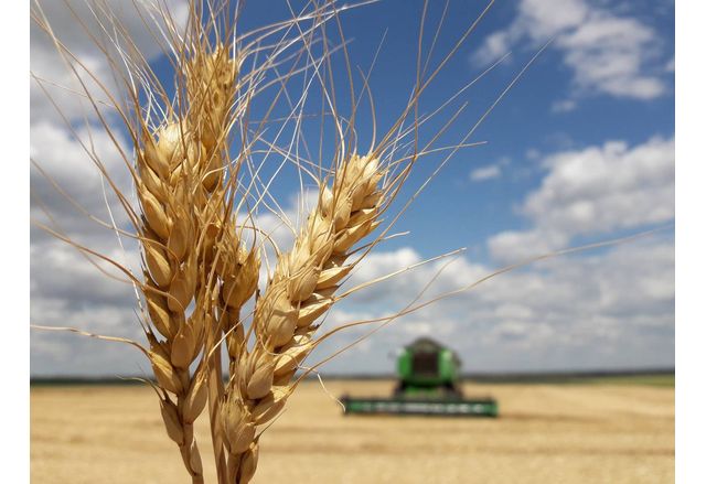 Малко над 70 хил тона пшеница са ожънали през тази