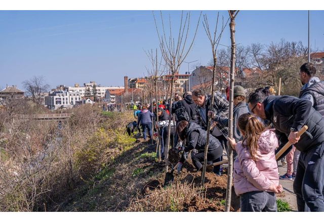 Във втората инициатива на кампанията Зелена Враца бяха засадени 500
