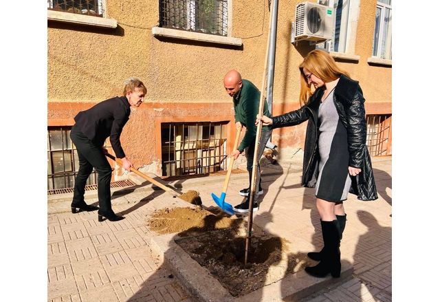 Засаждат дарените от Мартин Харизанов кипариси