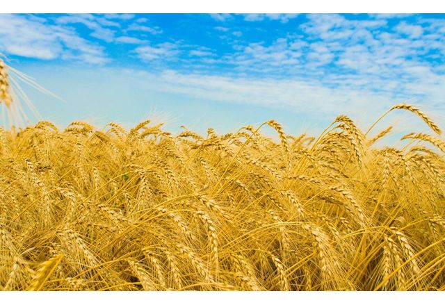 По предложение на бранша Министерство на земеделието, храните и горите пренотифицира пред ЕК държавната помощ като включи в нея културите: пшеница, ечемик, царевица, слънчоглед и рапица