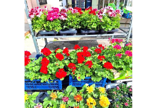 Асеновград отново ще е домакин на изложението "Цветна пролет"