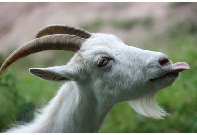 Русия изпрати първата пратка дребен добитък в Северна Корея след