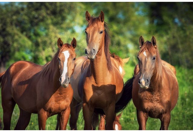 Десетки коне бяха и убити с арбалет огнестрелно оръжие в