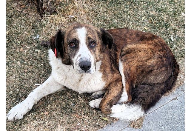 Община Асеновград съвместно със Зооветеринарен комплекс – Пловдив организират осиновителна