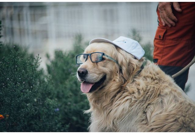 Община Мездра напомня на собствениците на домашни кучета че съгласно