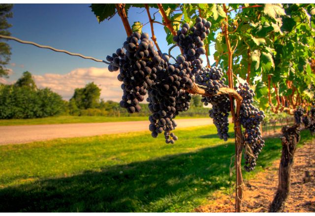 Нечуваната суша в Европа наложи традиционният гроздобер за производството на