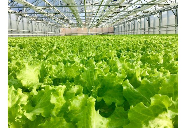 Драстичен спад в производството на оранжерийни зеленчуци отчита България през настоящия зимен сезон