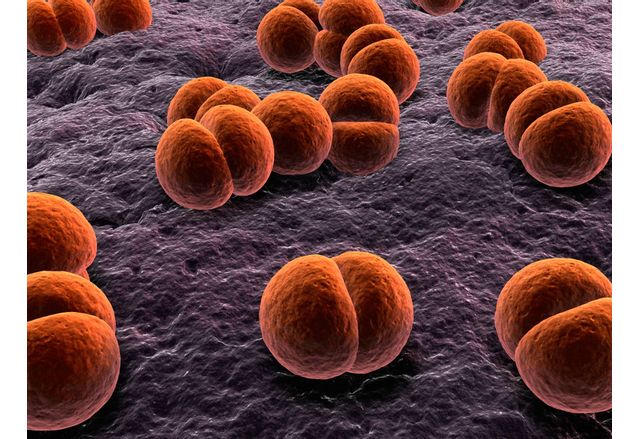 Инвазивната менингококова болест е заболяване което се характеризира с есенно зимна