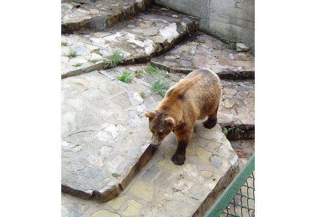 В Смолянско са се случили 15 нападения от мечки за